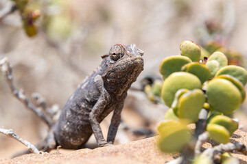 An attentive, hungry chameleon in the Namib Desert near Swakopmund, Namibia, Africa.