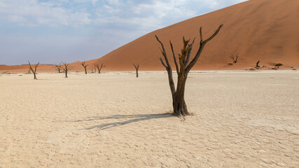 Early morning solitude at sunrise, surrounded by red sand dunes, with a dead tree, an acacia, in the clay pan of Deadvlei, Namibia, Africa.