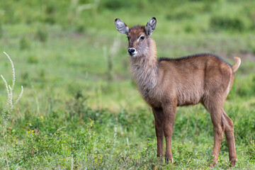 A very attentive young waterbuck looking its surroundings at Arusha National Park, Tanzania, Africa.