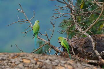 Green parrots perched on tree in a forest