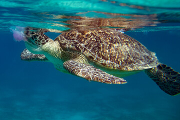 Obraz premium Quallenjagd 2