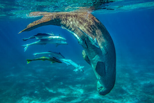 Dugong mit Anhang