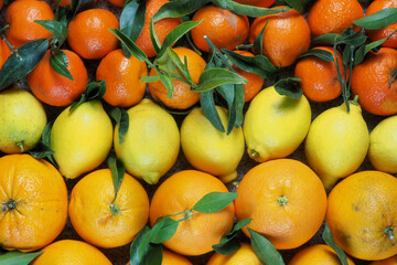 Citrus fruits close-up. Oranges, lemons and tangerines. Background