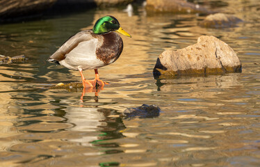 Obraz premium Drake Mallard Duck Reflected in a Lake