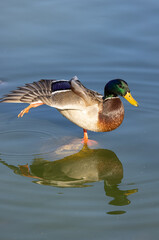 Drake Mallard Duck Reflected in a Lake