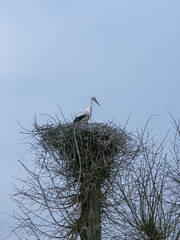 Stork in the nest, The nature of Poland, Polish fauna, Wild polish nature, county podkarpackie, Poland