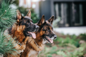 German shepherd longhaired dog  posing outside. Show dog in beautiful park