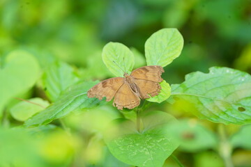 brown butterfly on a bright green plant in a garden