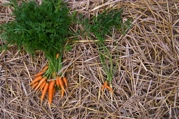 marchew na słomie
