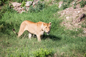 lion and lioness