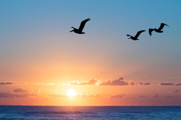 Naklejka na ściany i meble Pelicans flying over the ocean early in the morning. Sunrise in orange.