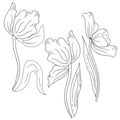 Tulips, bouquet. Vector linear illustration.