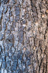 abstract brown wooden nature background by closeup rough cracked texture surface