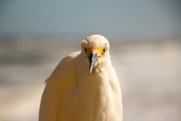 Snowy Egret perched and watching the beach. Closeup view of this magnificent bird.