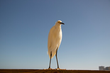 Snowy Egret perched and watching the beach. Closeup view of this magnificent bird.