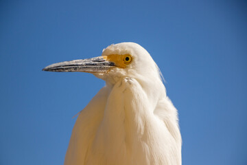 Snowy Egret perched and watching the beach. Closeup view of this magnificent bird.