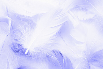 Fototapeta na wymiar fluffy feathers toned with Very Peri color