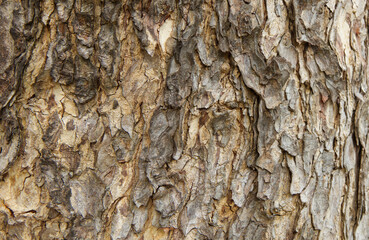 Select focus blurred pattern seamless texture from Bark tree. For background wood work, Bark of brown hardwood, thick bark hardwood, residential house wood. nature, trunk, tree, bark, hardwood, trunk
