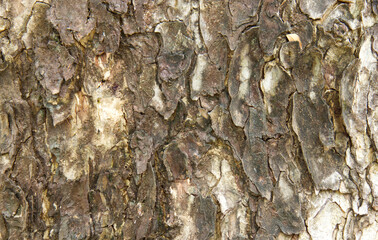 Fototapeta premium Bark pattern is seamless texture from tree. For background wood