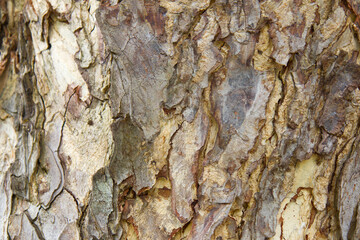 Select focus blurred pattern seamless texture from Bark tree. For background wood work, Bark of brown hardwood, thick bark hardwood, residential house wood. nature, trunk, tree, bark, hardwood, trunk