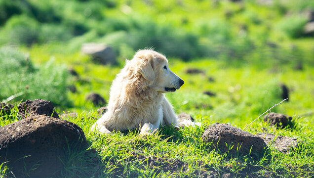 Profile picture of a male Akbash dog looking aside in a green field.
