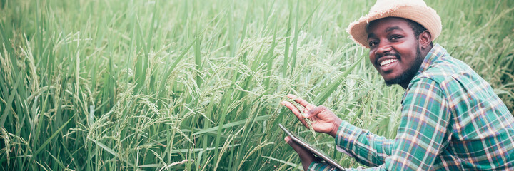 African farmer using tablet for research leaves of rice in organ