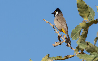 White-eared Bulbul bird with blue sky background perched on a tree branch of the White-eared Bulbul home garden ( Pycnonotus leucotis )