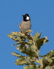White-eared Bulbul bird with blue sky background perched on a tree branch of the White-eared Bulbul home garden ( Pycnonotus leucotis )