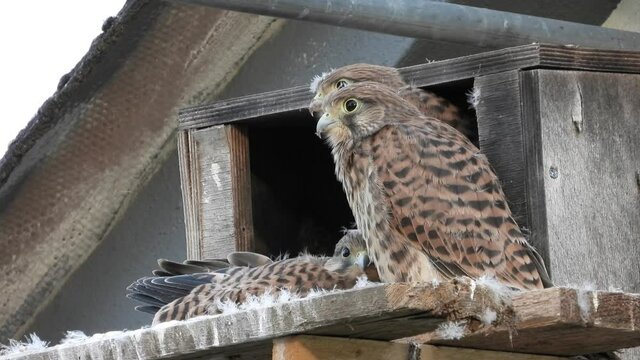 Turmfalke (Falco tinnunculus) 