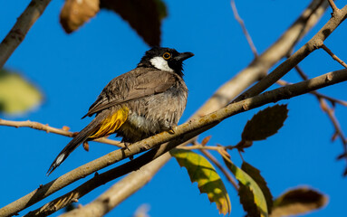White-eared Bulbul bird with blue sky background perched on a tree branch of the White-eared Bulbul home garden ( Pycnonotus leucotis )
