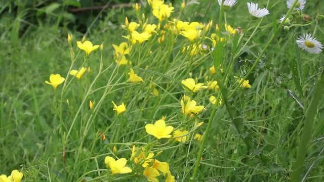 Linum flavum, the golden flax or yellow flax flowers growing in Europe. Honey and medicinal plants. Golden flax or yellow flax flowers with green
