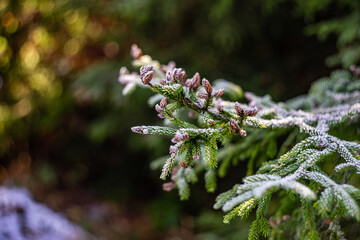 Winter natural card concept with snow