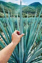 Blue agave plantation in the field to make tequila