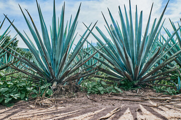 Blue agave plantation in the field to make tequila