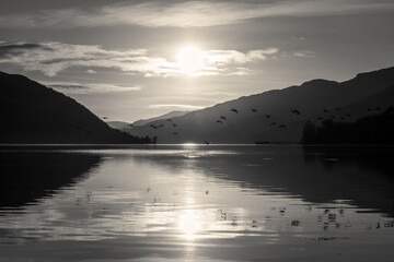 Seagulls in flight,black and white, Loch Long, Scotland
