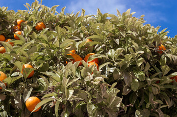 Oranges on the tree closeup, Faro, Portugal