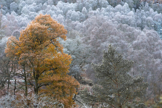 Frost On The Trees In Glen Tilt And Glen Garry