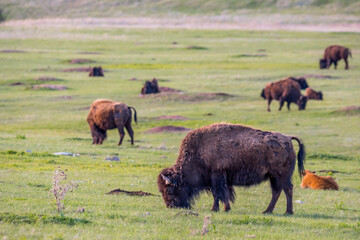 American Bison in the field of Custer State Park, South Dakota