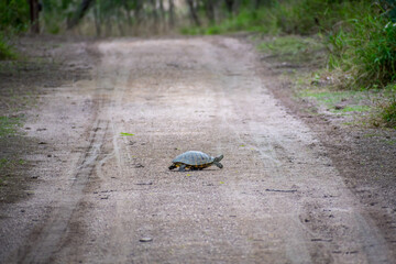 Obraz premium A Red-Eared Slider in Estero Llano Grande State Park, Texas