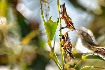 Two red grasshoppers on a chewed bitten leaf. Infestation pest plague