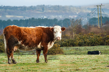 A Hereford cow in a field