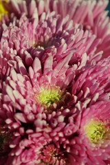 close up of pink chrysanthemum