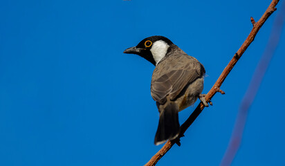 White-eared Bulbul bird with blue sky background perched on a tree branch of the White-eared Bulbul home garden ( Pycnonotus leucotis )