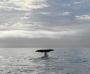 Obraz premium whale tail in the sea