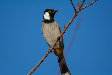 White-eared Bulbul bird with blue sky background perched on a tree branch of the White-eared Bulbul home garden ( Pycnonotus leucotis )