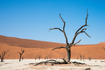 Fototapeta na wymiar Beautiful landscape in a desert area. Fossilized camelthorn trees in Deadvlei. Namib desert, Namibia