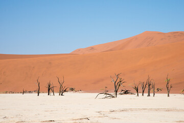 Fossilized camelthorn trees in Deadvlei. Beautiful landscape in a extreme dry area. Namib desert, Namibia
