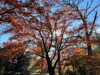 autumn trees in the park