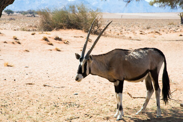 Beautiful orix in the Namib desert. Large horns. Namibia