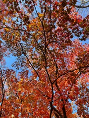 autumn tree under blue sky